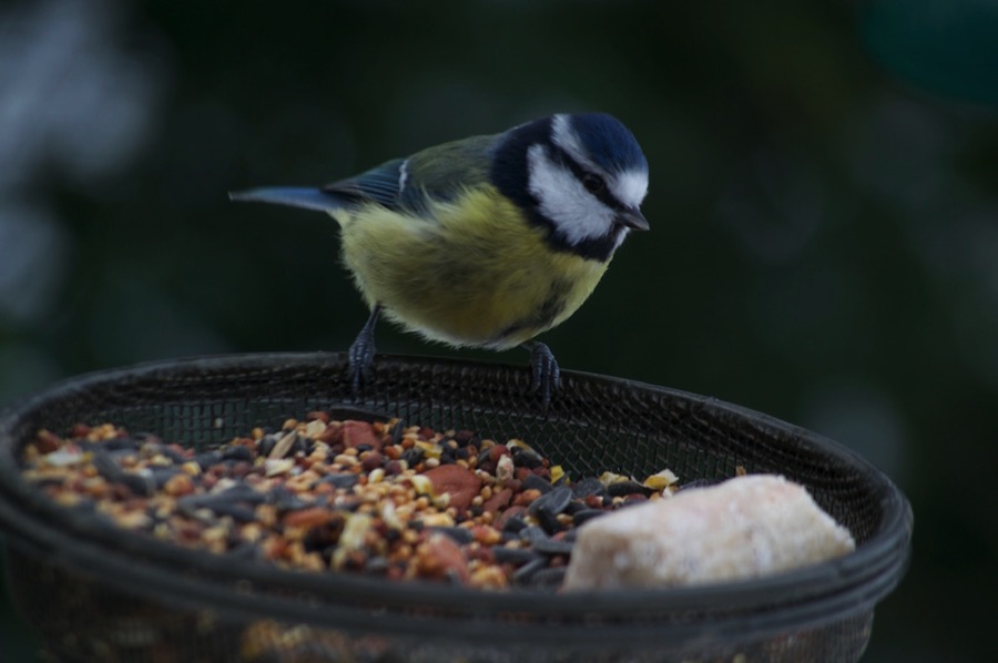 Blue tit on bird feeder